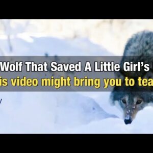 The Wolf That Saved A Little Girl’s Life!