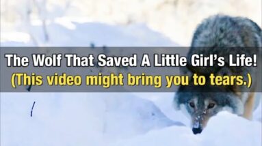 The Wolf That Saved A Little Girl’s Life!